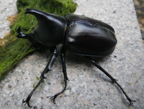 オーストラリアのカブトムシ Rhinoceros Beetle