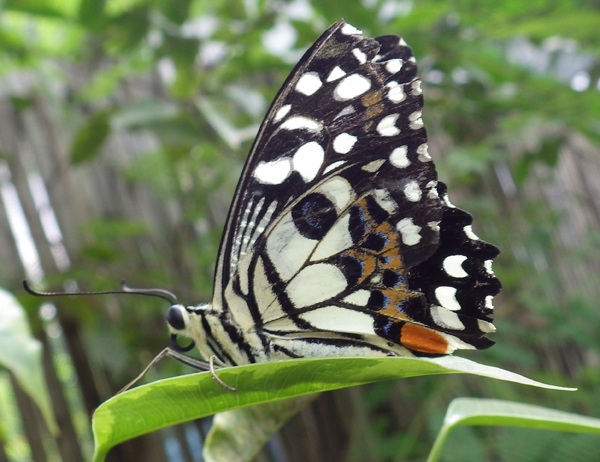 カンボジアの蝶