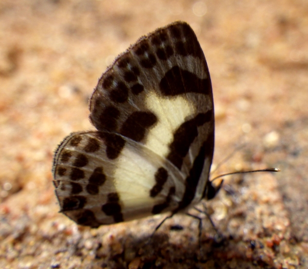 カンボジアの蝶