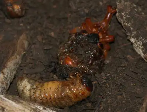 カブトムシの幼虫と蛹