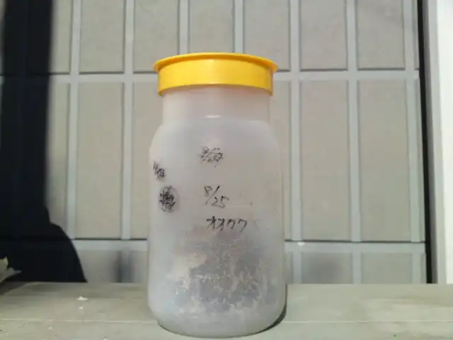オオクワガタの菌糸瓶
